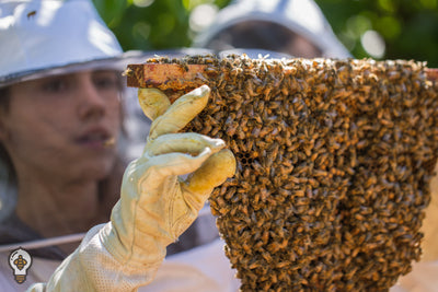 The Basics of Your First Hive Inspection