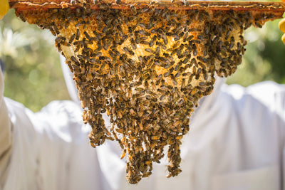 DIY: Adapt Old Top Bars for Your New Hive!