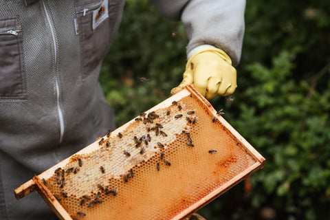 A beekeeper working with a frame of honeycomb