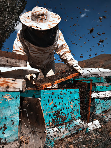 A beekeeper holding a Langstroth hive frame full of bees. Several Langstroth hives are nearby, and honeybees are flying everywhere.