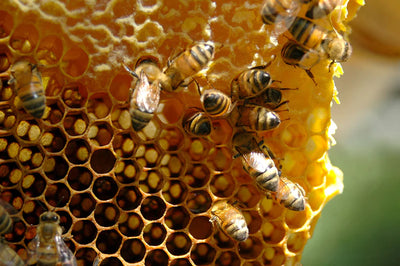 Beekeeping Streamable DVD - Bee Guardian Methods