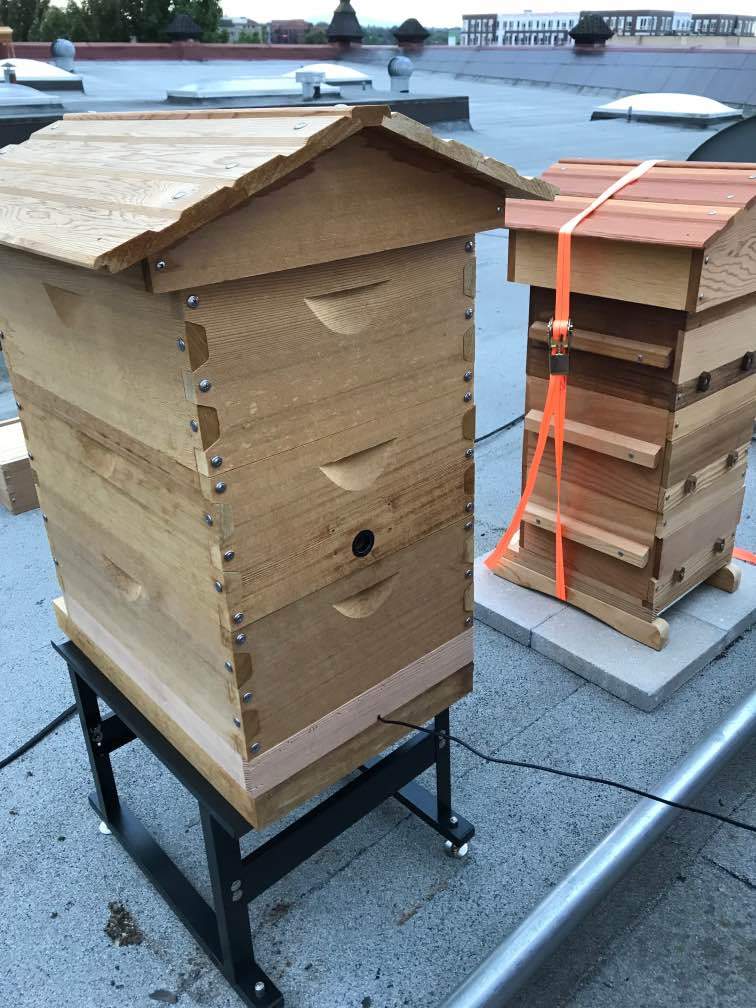 Slatted rack with Buzzbox installed onto a Langstroth hive