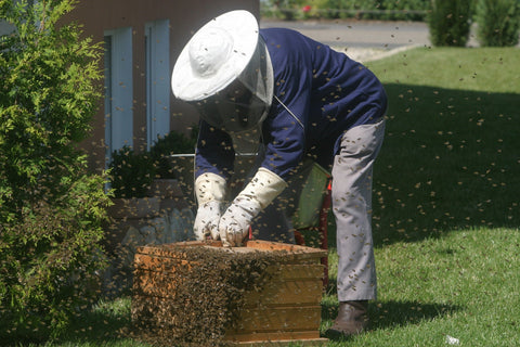 A beekeeper surrounded by flying honeybees, working with a Langstroth hive overflowing with honeybees