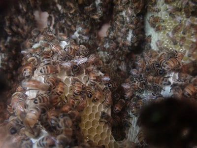 Warré Hive with windows from Rebel Bees (Complete and Assembled)