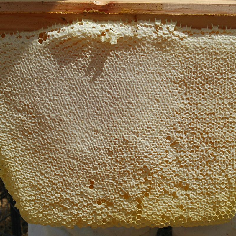 Golden Mean Top Bar Honey Comb