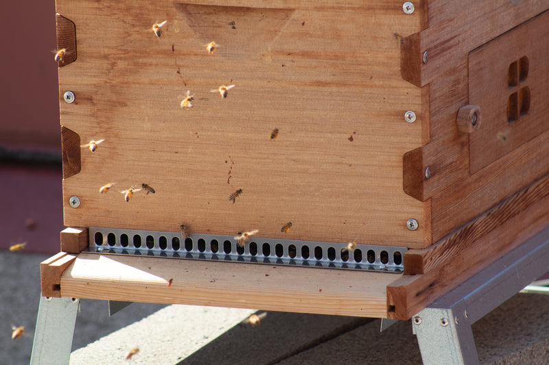 stainless steel langstroth hive mouse guard on beehive