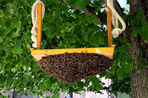 A swarm of honeybees hanging off of a wooden swing