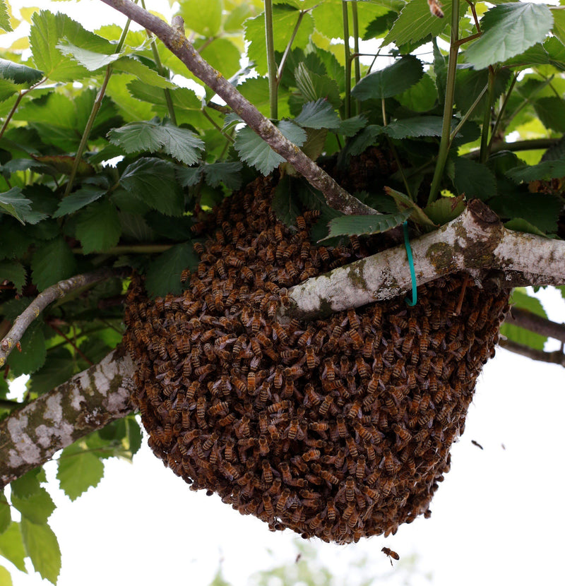 Swarm Catching Kit