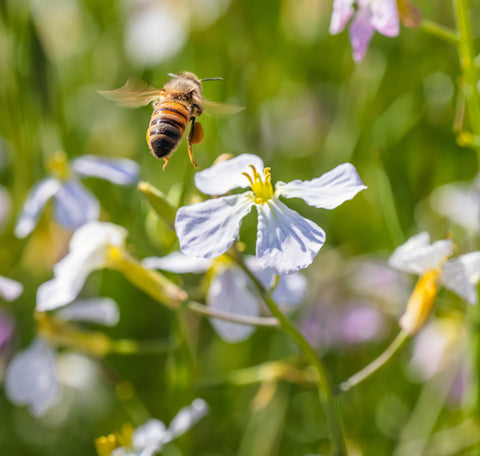 A foraging bee carrying pollen on her leg