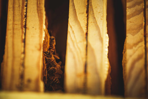 Bees visible between frames in a hive, as seen from above