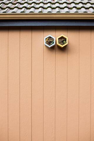 Everything You Need to Know Before Keeping Mason Bees