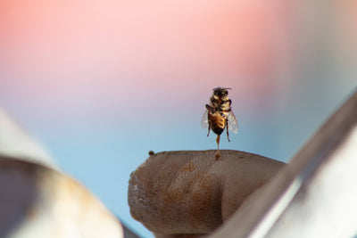 Late Summer Beekeeping & Winter Prep