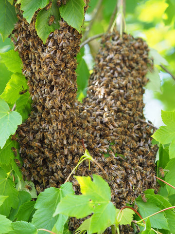 A swarm of bees spread across two tree branches