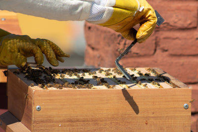 Warre Frame for beekeeping