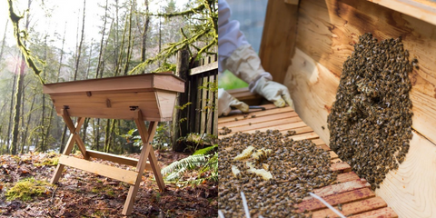 Two pictures. A top bar hive standing in the woods and a beekeeper with an open top bar hive full of bees.