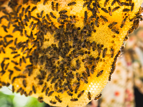 Honey bees on beeswax.