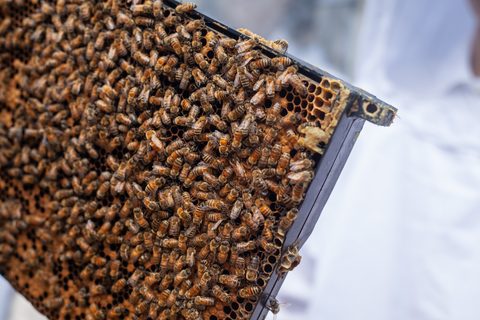 A frame from a Langstroth hive covered up with honeybees and featuring a queen cup on the side